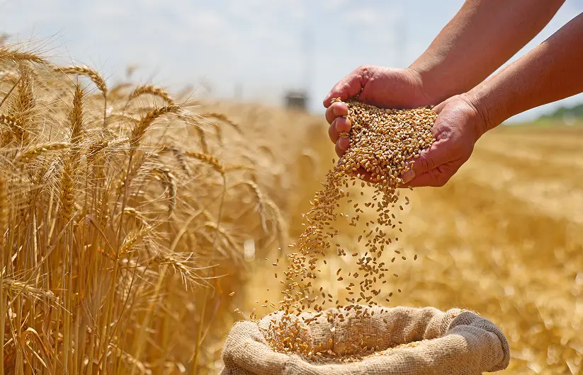 Products and services - grain